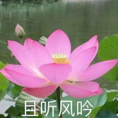 大航海物语内购破解版下载